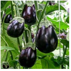 Черный красавец