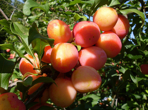 Шарафуга Белла Голд (гибрид  сливы-персика и абрикоса)