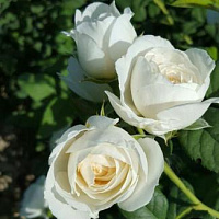 Айсберг
